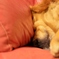 眠い眠いねぇ