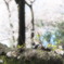 桜便り