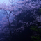 蒼き幻想