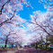 桜道