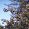 薄暮桜