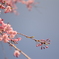 20150402桜