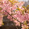 河津桜