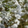 雪柳