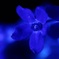 Blue flower No.2