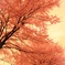桜色の夕焼け