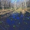水芭蕉群生