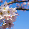 桜×青空