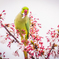 近所の桜と鳥①