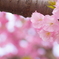 桜　紅豊