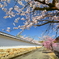 勧修寺・参道の桜
