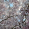 枝垂れ桜