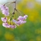 垂れ桜と菜の花