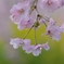 垂れ桜