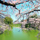 千鳥ヶ淵 桜奏でる白