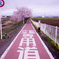 桜道