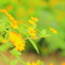 花撮りに挑戦
