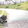 春の公園