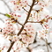 Sakura sky 2015 