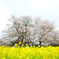 狩宿の下馬桜