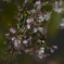夜桜 ①