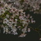 夜桜 ②