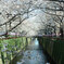 桜祭り