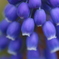 街の花