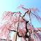 乙姫桜
