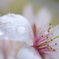雨のちサクラ