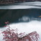 雨桜（あまざくら）