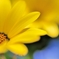 the bloom