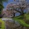 桜とヤドリギ