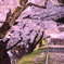 桜舞う