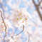 春色