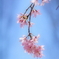 春過ぎ行く桜