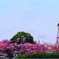 太陽の塔の桜