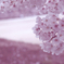 桜色に染まって