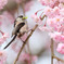 サクエナ