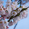桜前線北上中