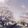 桜の園