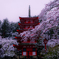 雪桜の日に