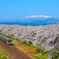 一目千本桜2015⑥