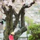 あー、散っちゃった・・。