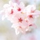 ふわふわ夢桜