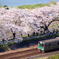 桜電車ジオラマ