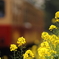 菜の花電車