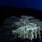 根尾谷淡墨桜