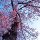 早朝の桜