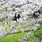 川辺と桜